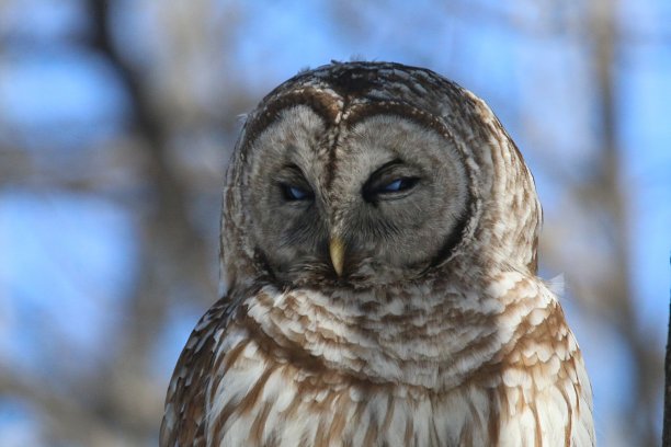 禁止猫头鹰闪烁图片下载