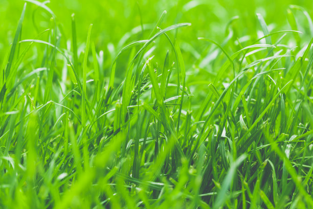 绿色草地上的阳光草原近距离微距照片图片下载