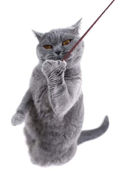 英国一只正在玩线的灰猫图片下载