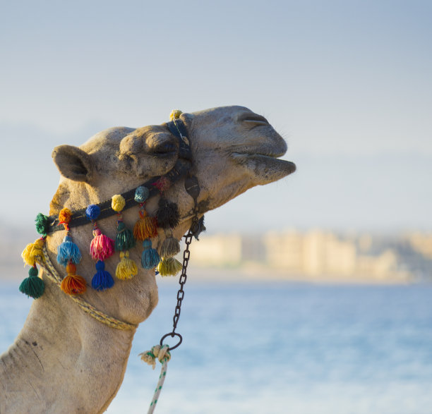 非洲骆驼的口鼻部图片下载