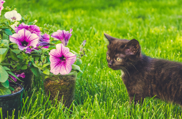 小猫咪在春天如画的花园里图片下载
