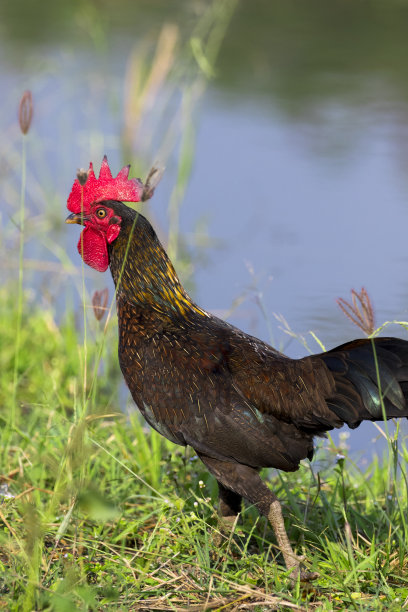以自然为背景的鸡图片。农场动物。图片下载