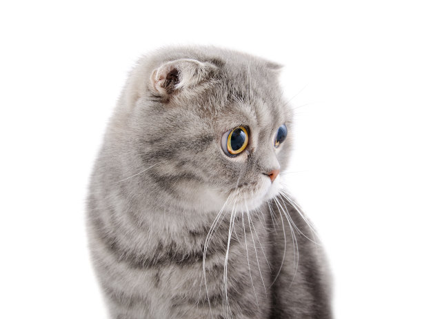 口吻的一个美丽的灰色猫品种苏格兰折看向一边。图片下载