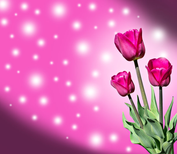 郁金香春花图片下载