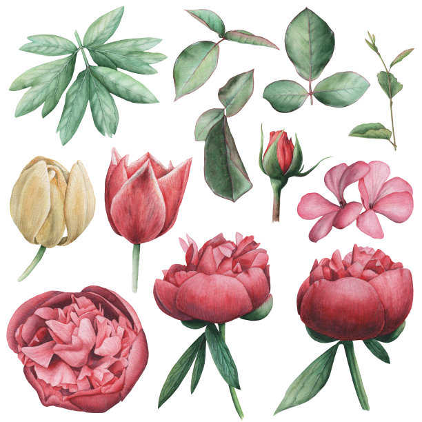 手绘水彩一套花，孤立在白色的背景素材图片