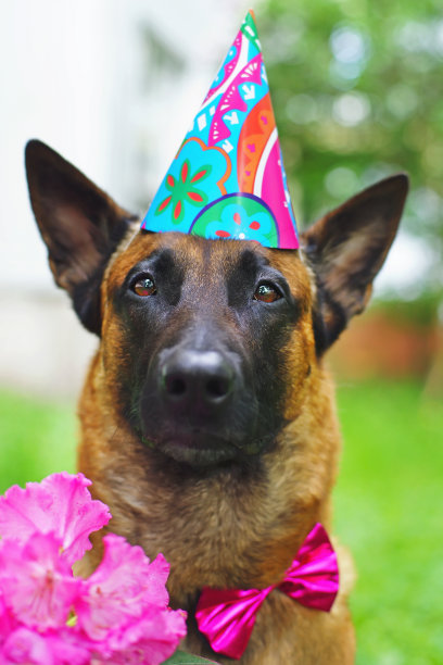 照片中，一只比利时牧羊犬马利诺斯戴着粉色的领结和生日帽，坐在户外，旁边是一朵粉红色的杜鹃花图片下载