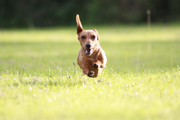 迷你腊肠犬图片下载