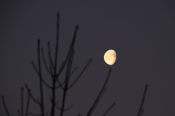 月亮坐在树枝的顶端图片下载
