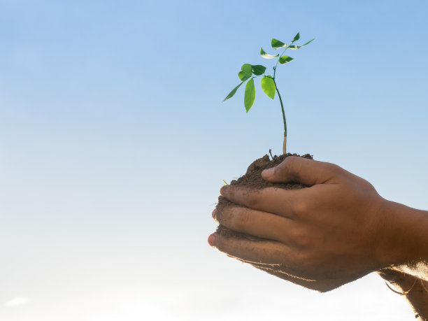 植物生长的树木素材图片