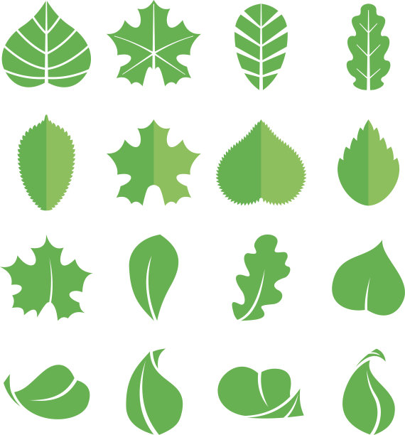 不同的叶子。矢量图标。设计生态元素孤立在白色背景上图片下载