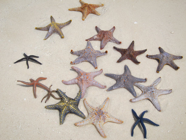 白色沙滩上的海星图片下载