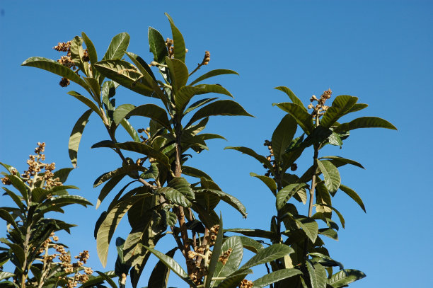 西班牙的芒果树图片下载