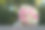 美丽的婚礼花束图片下载