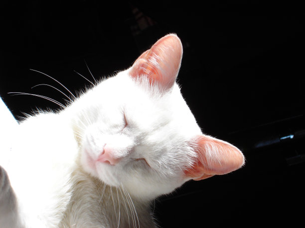 白猫概要图片下载