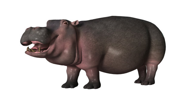 3D渲染河马在白色图片下载