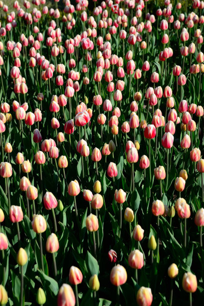 清晨的阳光下，公园里盛开着许多粉红色的郁金香图片下载