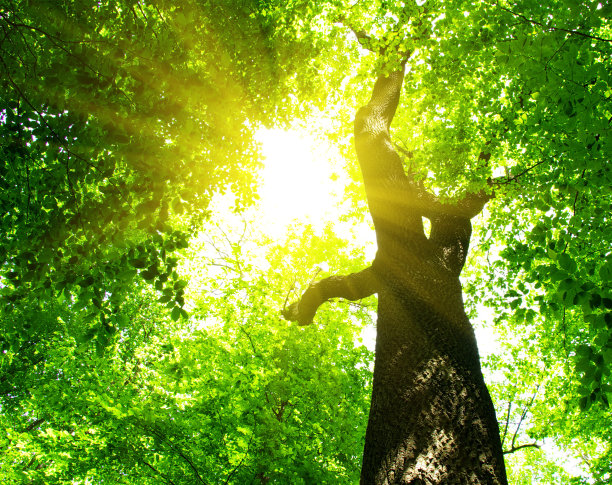 绿色的树叶图片下载