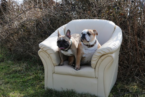 放松的斗牛犬图片下载