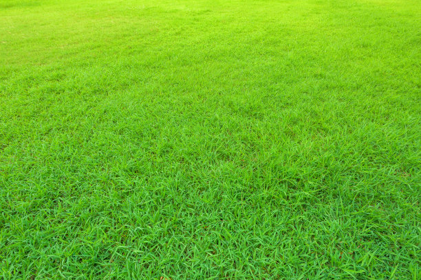 绿草的背景图片下载