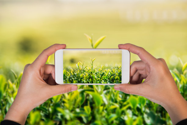 手握手机的女孩拿着绿茶和新鲜的叶子拍照图片下载