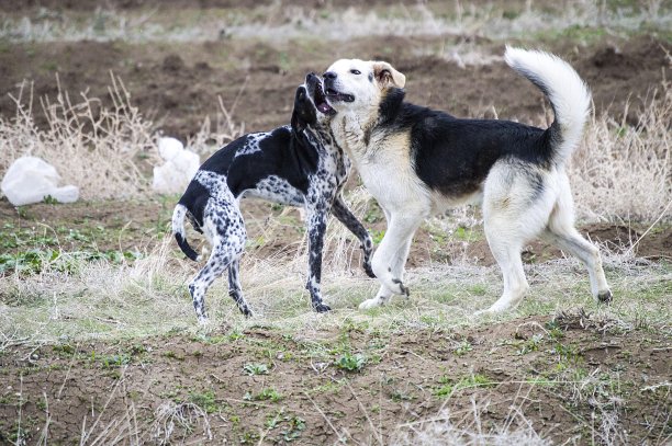 狗，狗，狗，肖像狗图片，不同品种的狗，躺着的狗，玩着的狗，睡觉的狗图片，有趣和美丽的狗图片，流浪狗，饥饿和疲倦的狗，可爱的狗图片下载