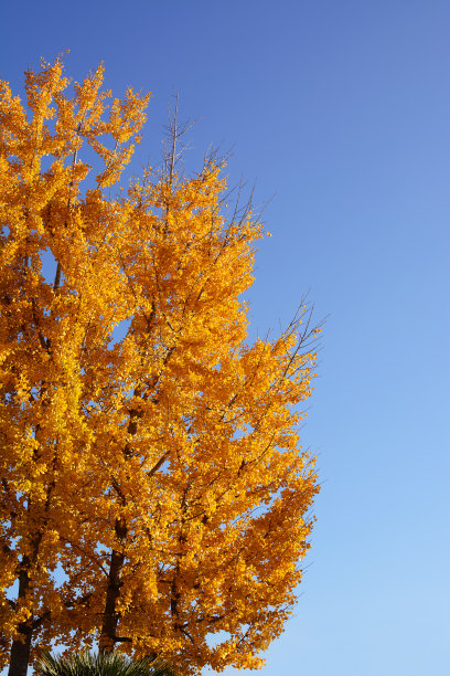 蓝天下刺槐树图片下载