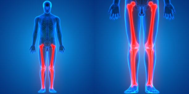 人体骨关节疼痛解剖学(股骨、胫骨、腓骨)图片下载