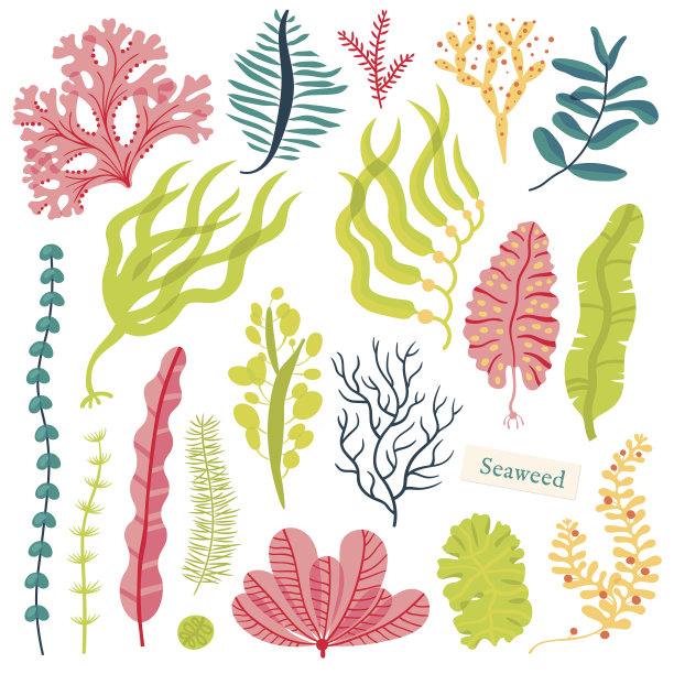 海洋植物和水生海藻。海藻集矢量插图孤立在白色素材图片