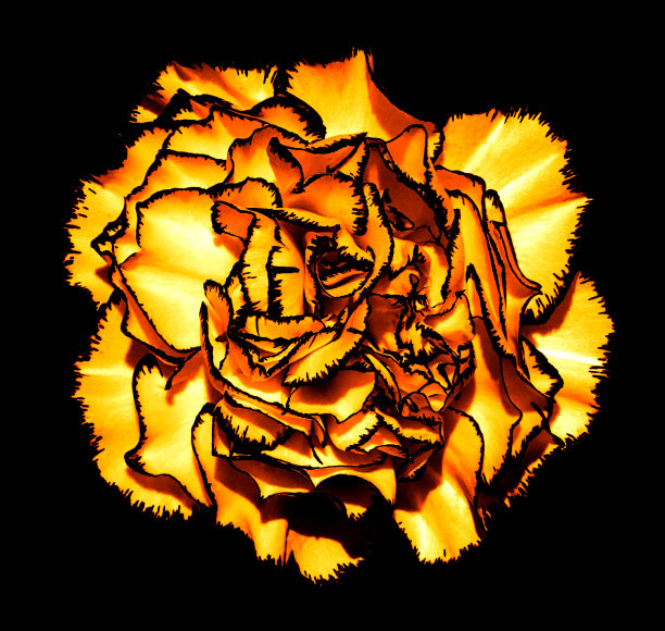 超现实暗黄色铬сlove花与黑色边缘宏孤立在黑色图片下载