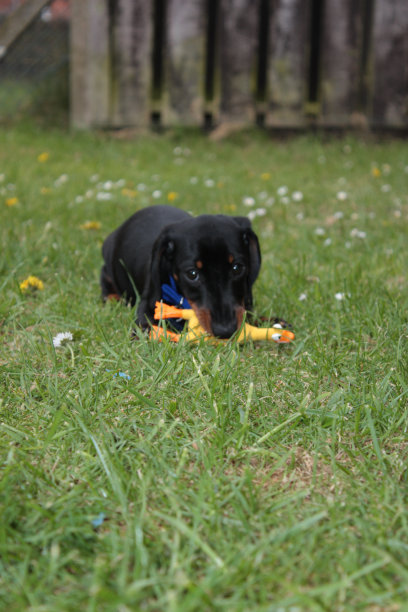 迷你腊肠犬图片下载