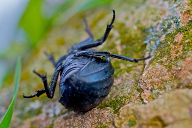 特写黑色甲虫图片下载