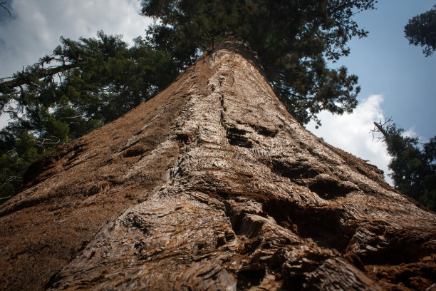 高大的树图片下载