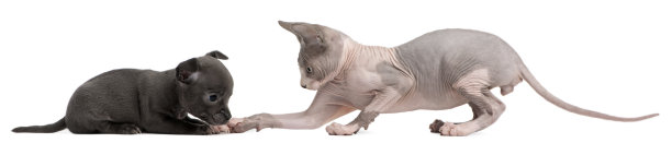 吉娃娃小狗，与斯芬克斯猫互动，白色背景。图片下载