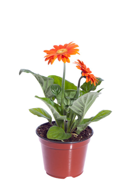 非洲菊黛西图片下载