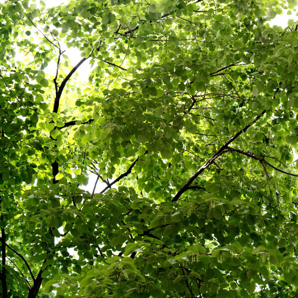 树叶在森林图片下载