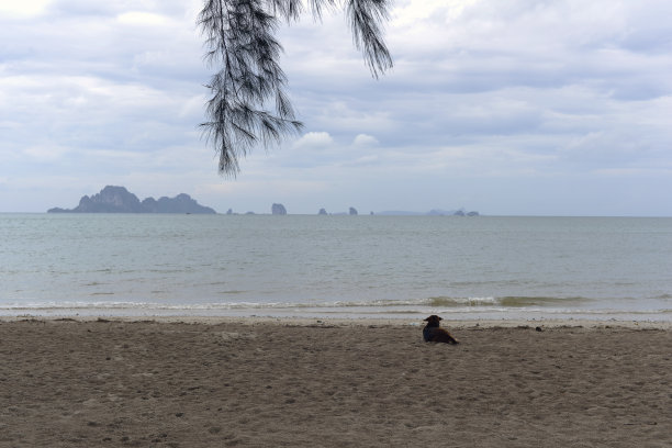 美丽的沙滩和狗图片下载