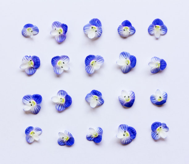 图案与蓝色花瓣在白色的背景。平躺，俯视图图片下载