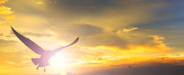 鸟飞日落。图片下载