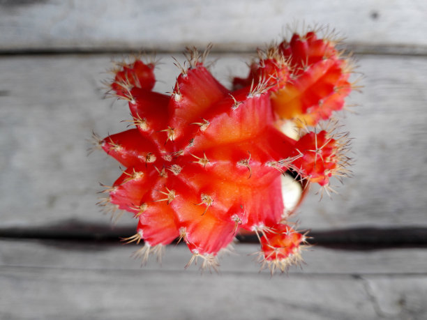 靠近橙色的仙人掌在木制的背景。图片下载