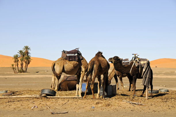 停在沙漠中的骆驼图片下载