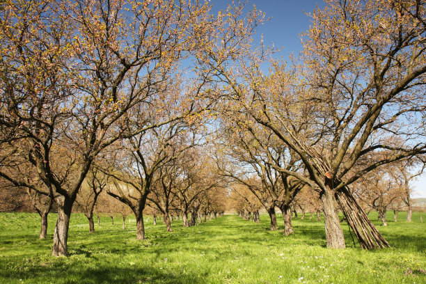 盛开的果园图片下载