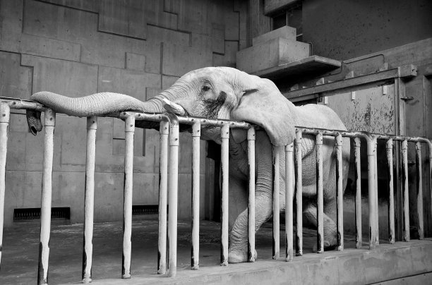 睡觉的大象图片下载