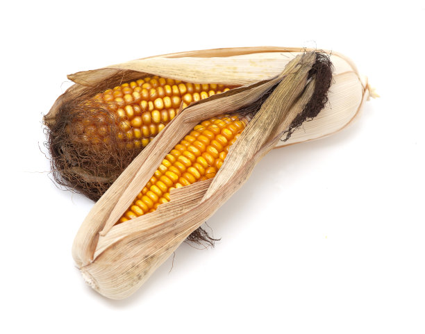 干corb穗轴图片下载