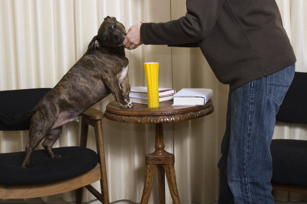 和狗混日子图片下载