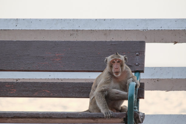 猴子图片下载