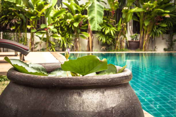在私人别墅后院的泳池区，配有睡莲装饰碗图片下载