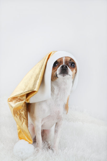 圣诞狗狗图片下载