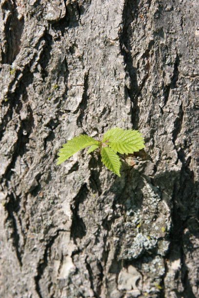 开始小图片下载