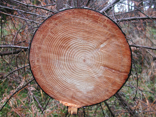 森林中有锯过的树，有年轮图片下载