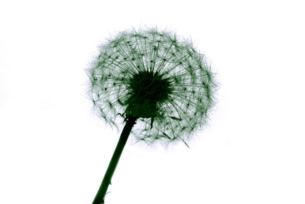 花Dandilion图片下载